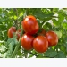 Why prune tomatoes?