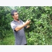 Người tiên phong trồng quýt sạch ở Phú Lý