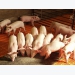 Quy trình thực hành chăn nuôi lợn an toàn trong nông hộ