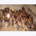 Kỹ thuật chăn nuôi gà thả vườn theo hướng an toàn sinh học - Phần 2