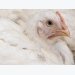 How pie pans can help fight poultry diseases