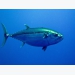 New technologies in tuna breeding