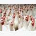 Broiler breeders strive for balance in their lines