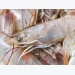 Shrimp producers seek feed solutions