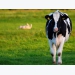 Mặt nạ cho bò giúp tăng năng suất sữa thêm 9%