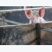 Holding time for feedstuffs may reduce swine disease risk
