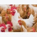 Slow-growth chicken consumer opinions can be swayed