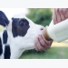 Is there a benefit in feeding pasteurized milk to calves?