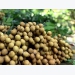 Vietnam steps up work to help longan enter Australian market