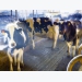 Study reviews vitamin A influence on fresh cow disease