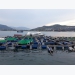 Nha Trang sets up zone for cage aquaculture