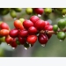 Thị trường cà phê tuần 40: Giá sụt giảm do hoạt động giao dịch trầm lắng