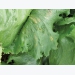 Fungal diseases of lettuce