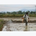 Pesticide producers’ profits plummet as Covid-19 hits farming