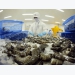 Korea increases in importing processed black tiger shrimp from Vietnam