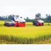 Opportunities for Vietnamese rice