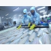 Pangasius prices in June decreased by 40% from last year