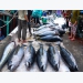 Tuna expecting EU market