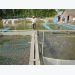 Vĩnh Long expands frog-red tilapia polyculture farms