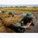 Vietnamese rice now more pricey than Thailand’s