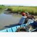 Take advantage of magrove-shrimp farming model