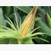 Loc Troi starts harvesting biomass corn