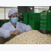 Vietnam's cashew exports to UAE increases by 200%
