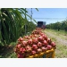 Enthusiastically shifting dragon fruit to the official export quota