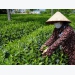 Tea exports up in both volume and value in the first six months
