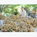 Struggling to find market for above 4,700 tons of longan