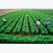 Việt Nam hướng đến nông nghiệp sinh thái và phát triển bền vững