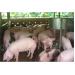 Giảm Dịch Bệnh Cho Đàn Lợn Nhờ Áp Dụng Mô Hình Phòng Dịch Bệnh