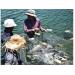 Kỹ Thuật Nuôi Cá Chẽm Ở Thái Lan