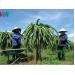 Bình Thuận sản xuất thanh long sạch tìm thị trường mới