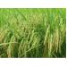 Hỗ trợ nông dân thâm canh lúa thơm chất lượng cao