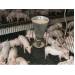 Làm thế nào để chuẩn bị cho một lệnh cấm kháng sinh trong thức ăn chăn nuôi gia cầm và lợn