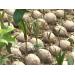 Thành công từ mô hình trồng dừa xiêm xen cam xoàn ở Khánh Vĩnh