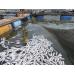 Vụ nước sông ô nhiễm làm cá bè chết hàng loạt các doanh nghiệp lại chối bỏ trách nhiệm