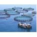 Aquaculture Health Issues The Role of Biosecurity and Biotechnology