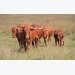 Environmental benefits of Afrikaner cow productivity