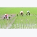 Canh tác lúa cải tiến SRI giúp nông nghiệp địa phương tăng năng suất