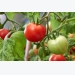 Expert Tips for Growing Tomatos Outdoors
