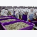 Shrimp exports grow 21 percent up to August