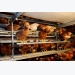 A poultry producer’s guide to red mite control