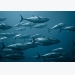 Bluefin quota disappoints EU fishermen