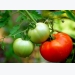 Planting Tomato Plants General Guidelines