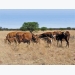 The adaptable Afrisim: ideal for feedlot and veld