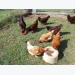 Parasites on chickens: backyard v commercial