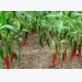 Kỹ thuật bón phân giúp tăng năng suất cây ớt