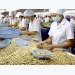 Phu Quoc to host international cashew conference